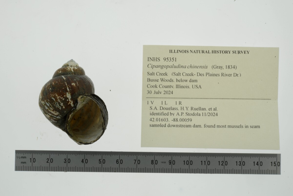 Cipangopaludina image