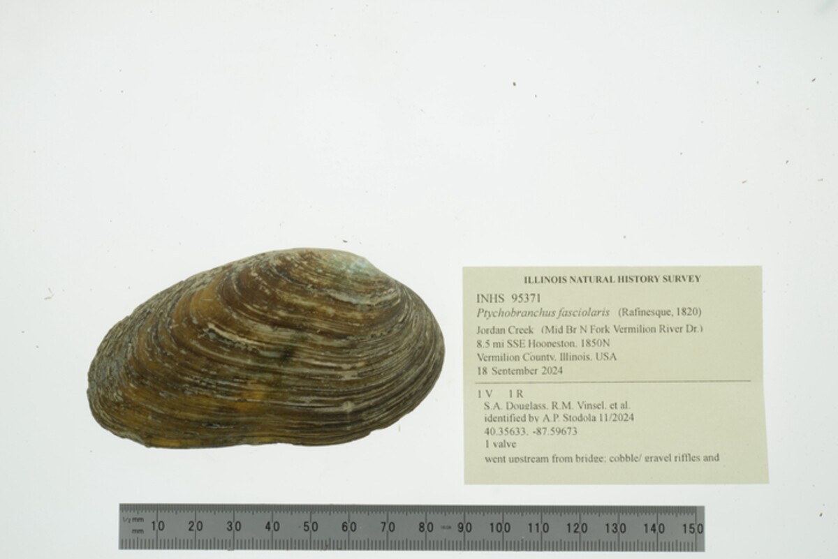 Ptychobranchus fasciolaris image