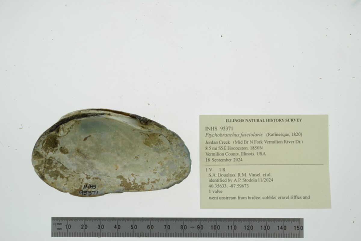 Ptychobranchus fasciolaris image