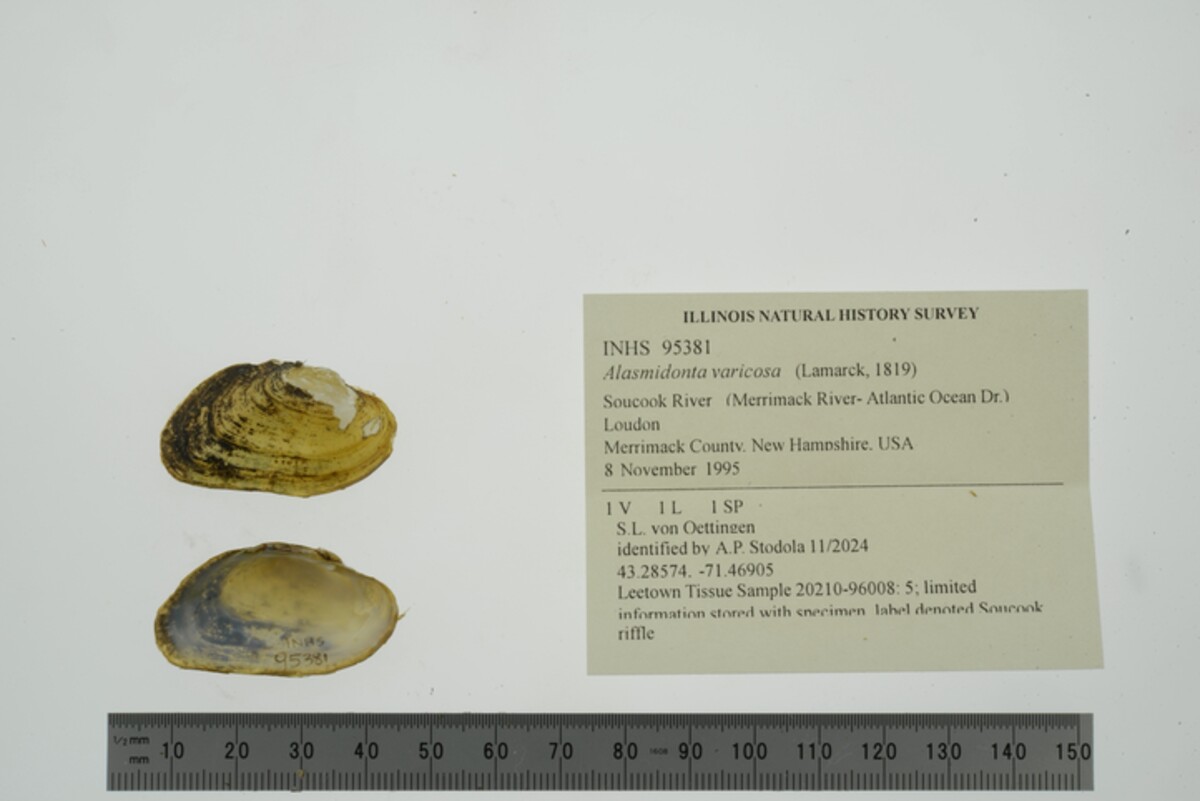 Alasmidonta varicosa image