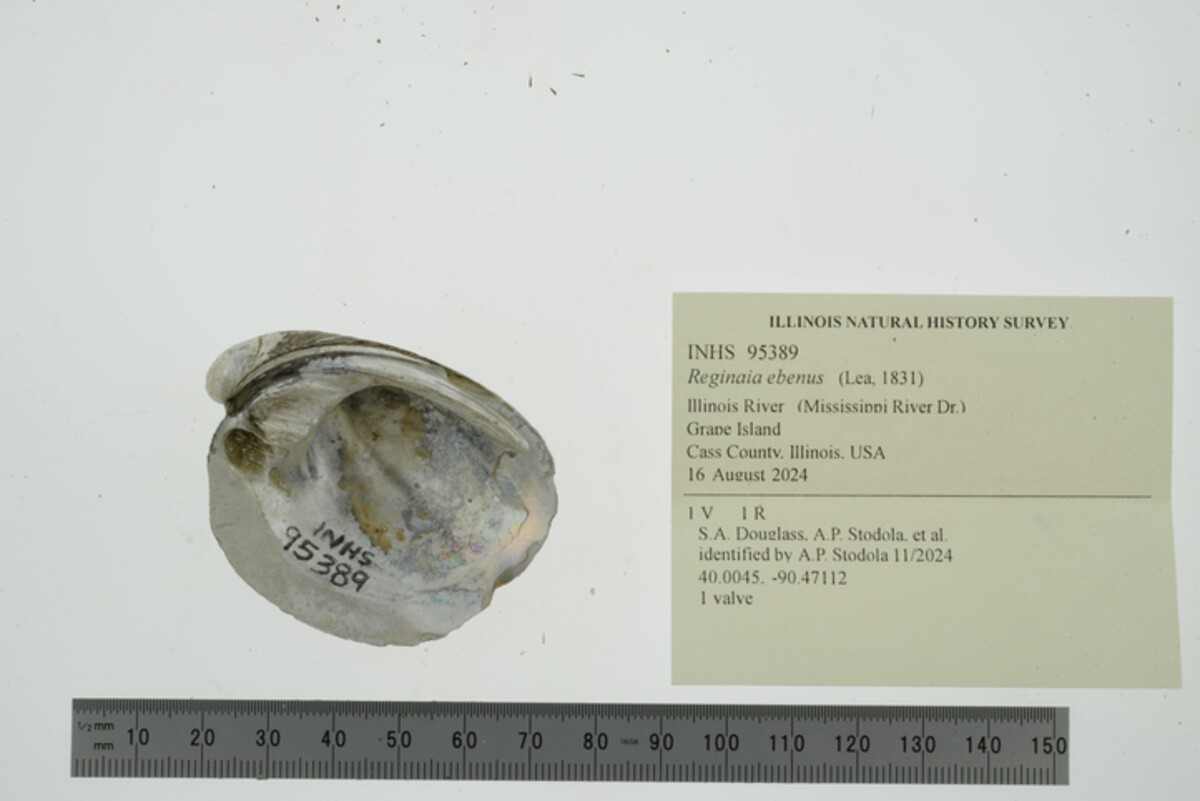 Fusconaia image