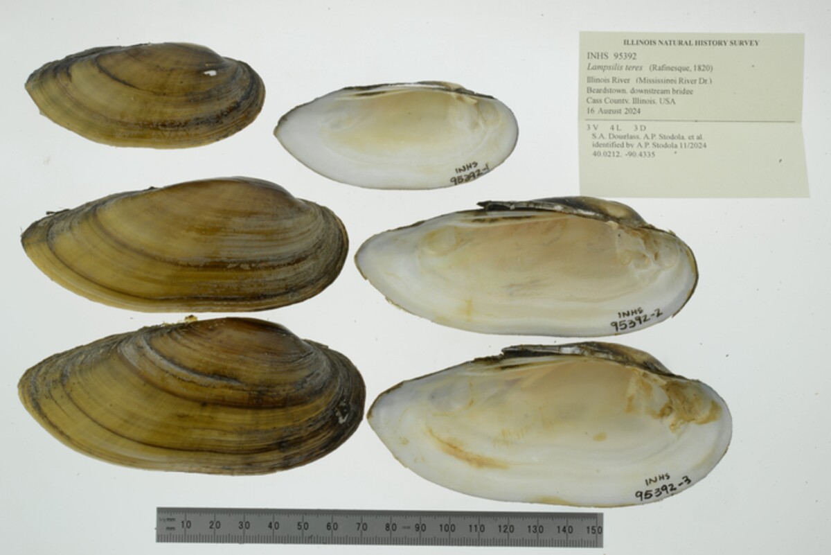 Lampsilis teres image