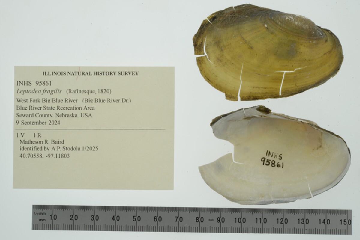 Leptodea fragilis image