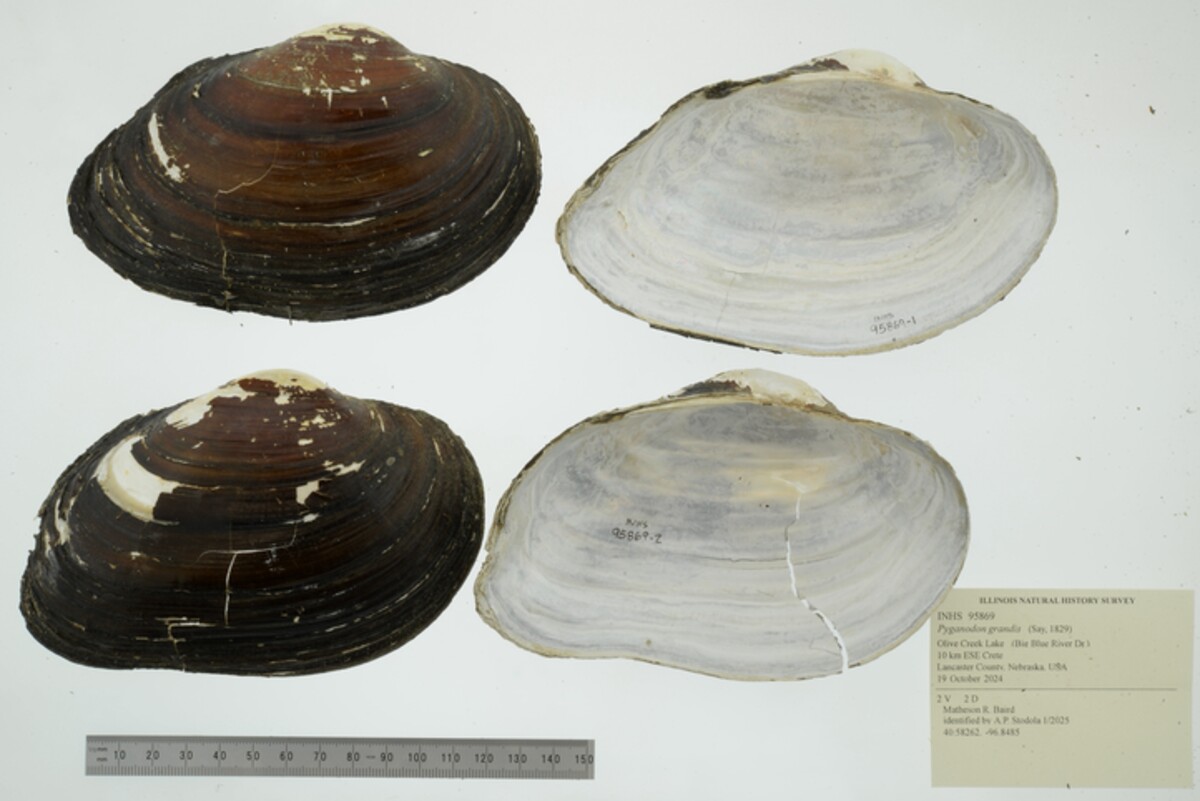 Pyganodon grandis image