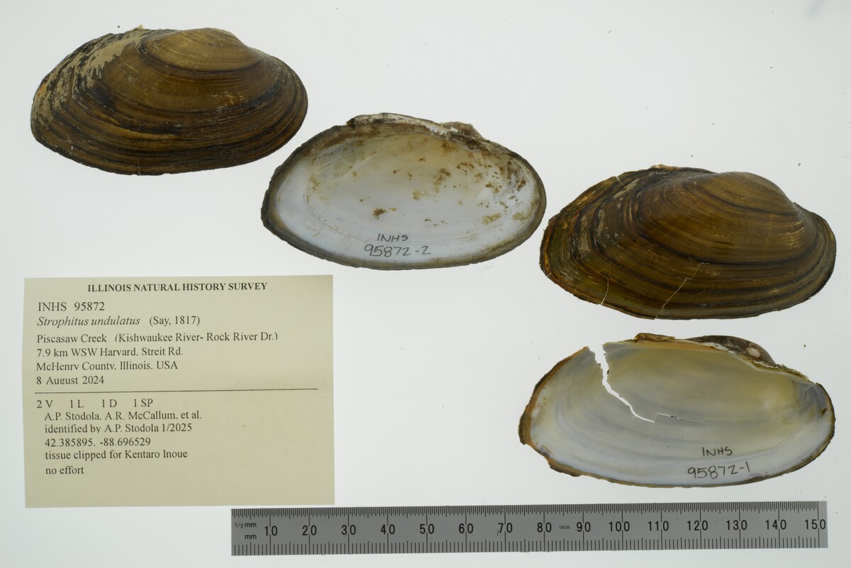 Strophitus undulatus image