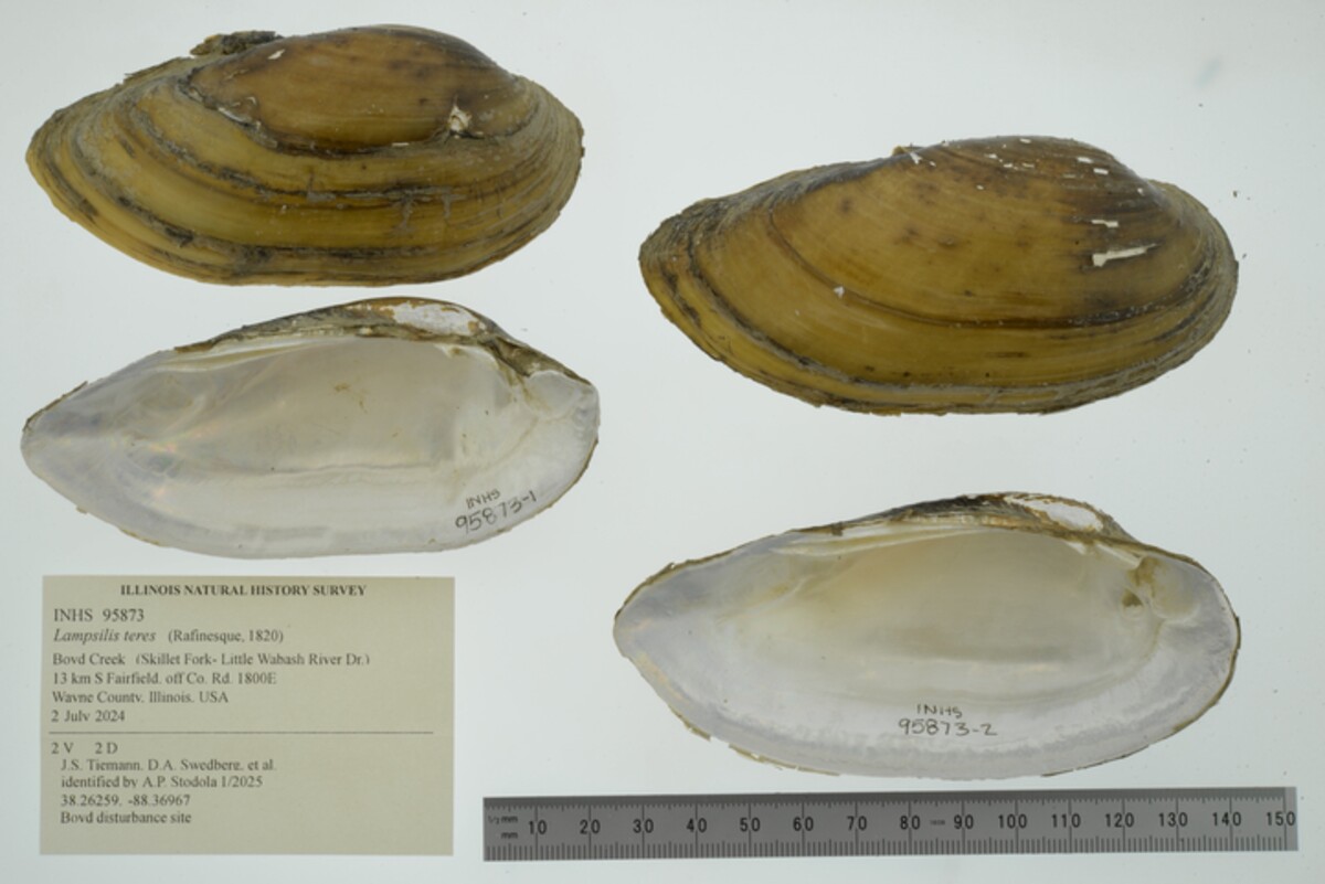 Lampsilis image