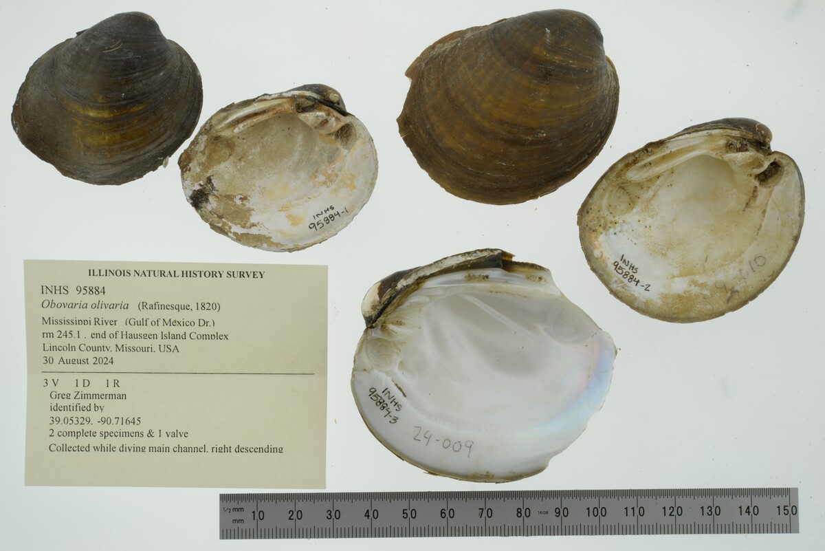 Obovaria olivaria image