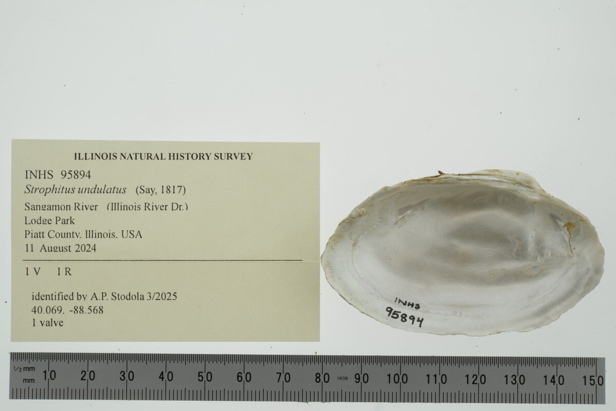 Strophitus undulatus image