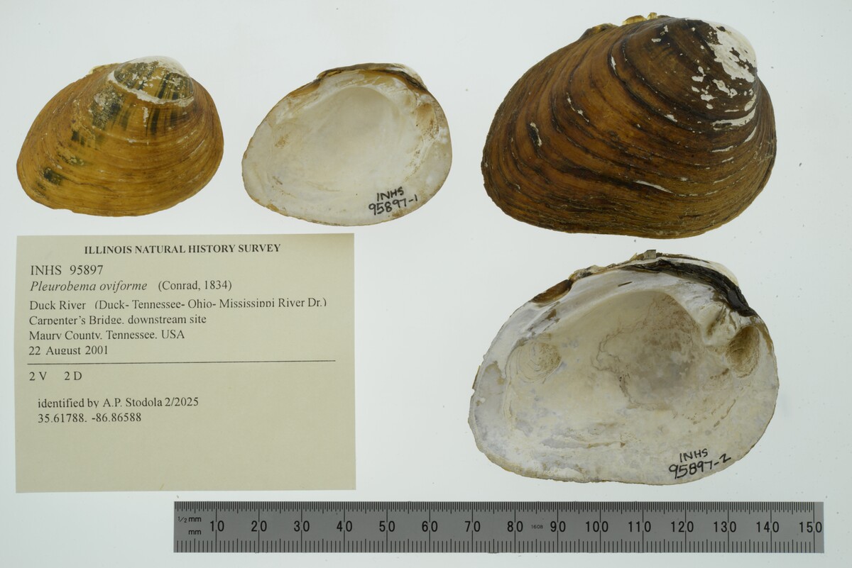 Pleurobema oviforme image