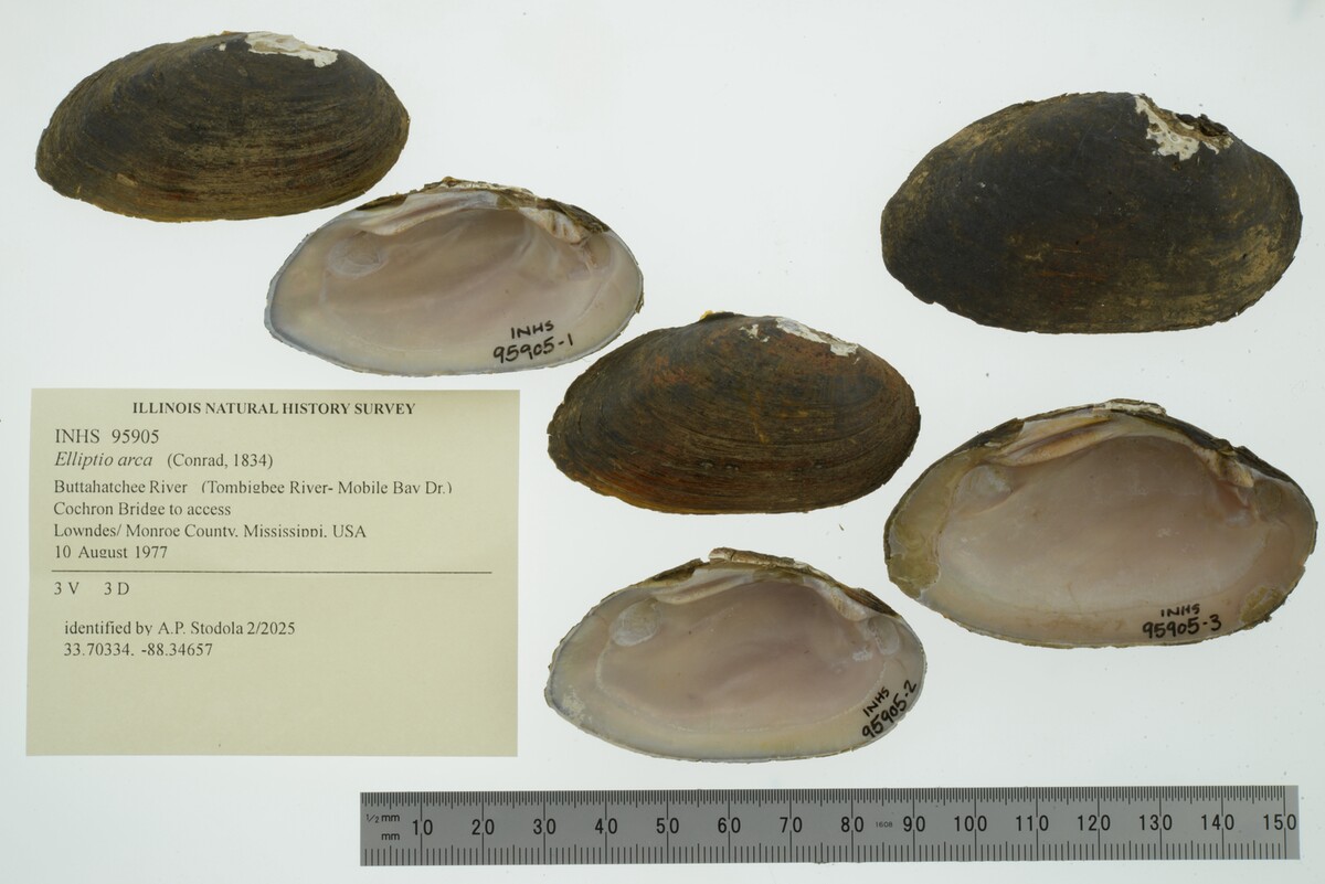 Elliptio arca image