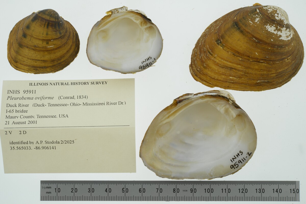 Pleurobema oviforme image