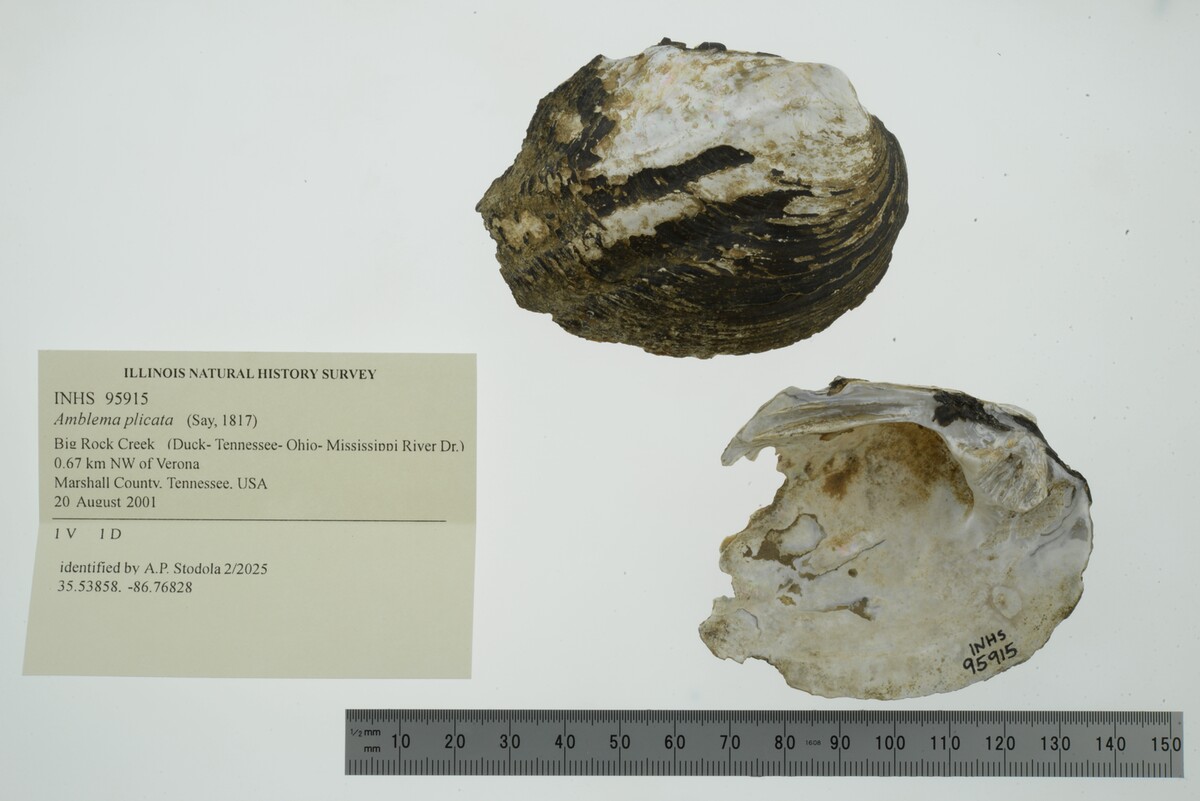 Amblema plicata image