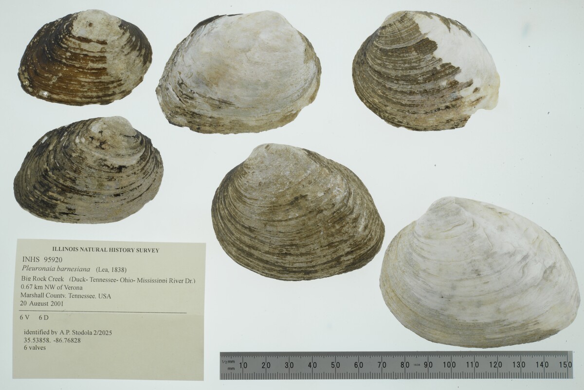 Pleuronaia barnesiana image