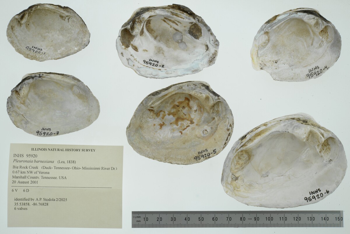 Pleuronaia barnesiana image