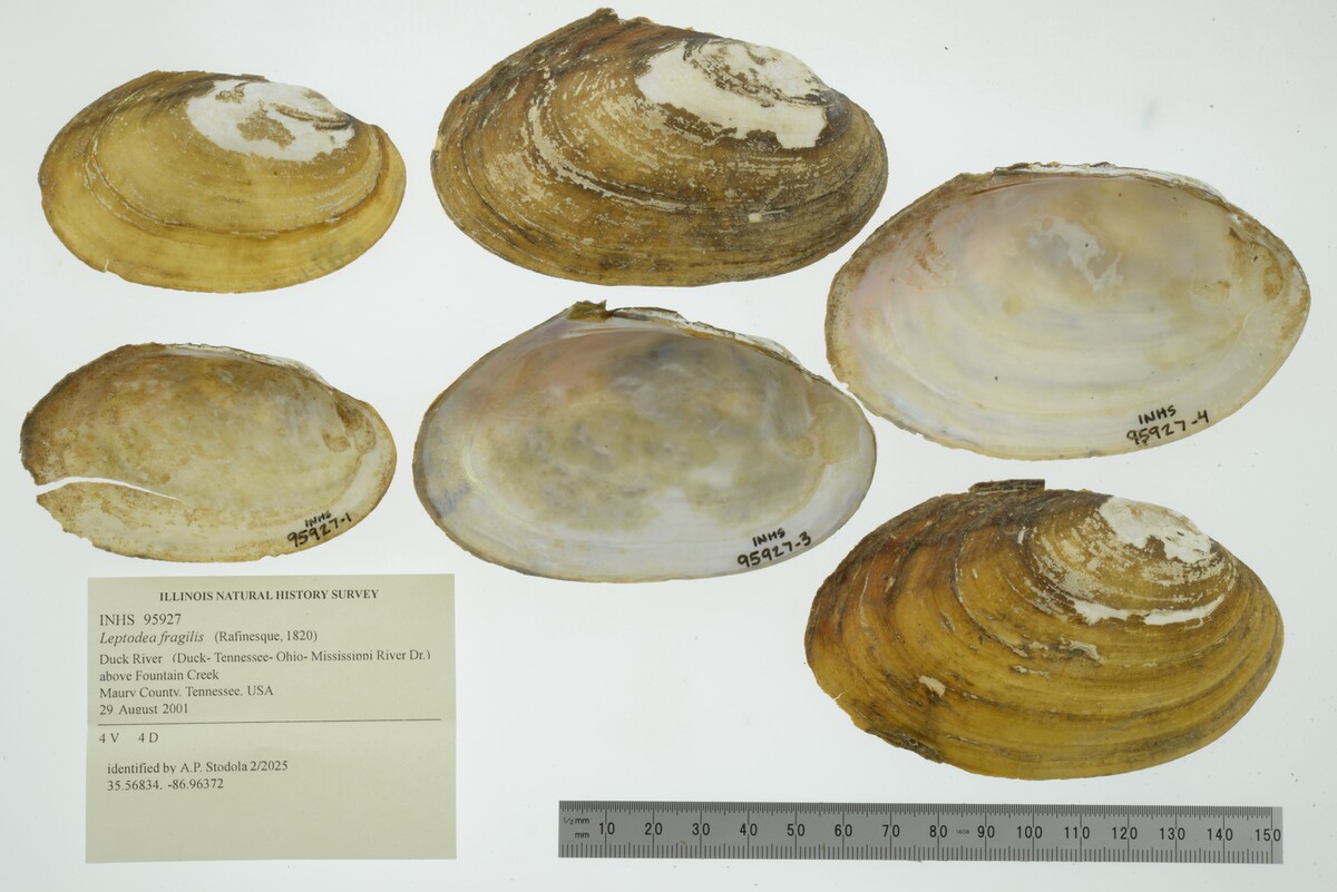 Leptodea fragilis image