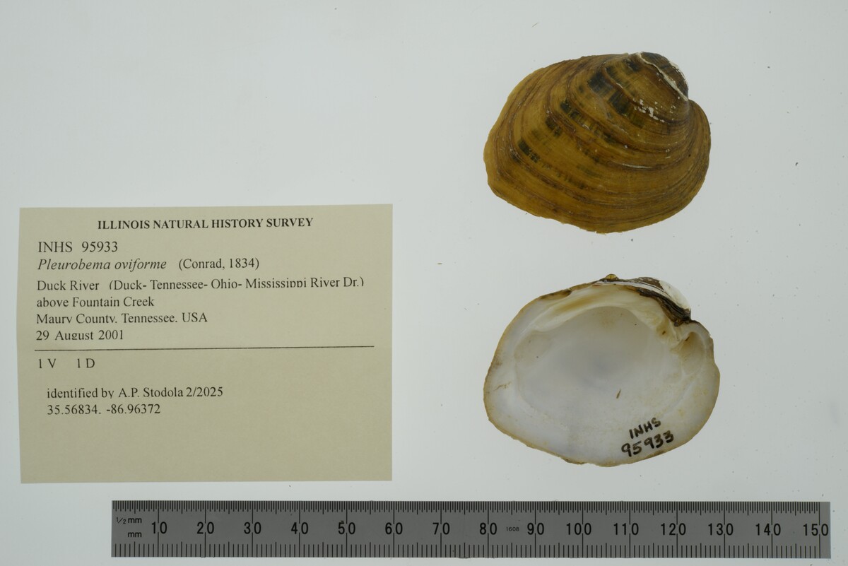 Pleurobema oviforme image