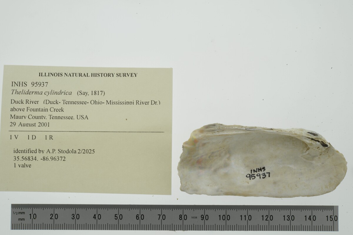 Theliderma cylindrica image