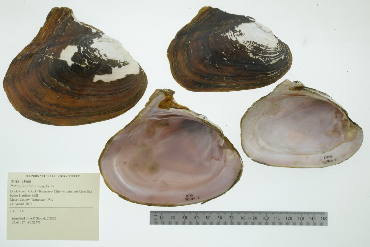 Potamilus alatus image