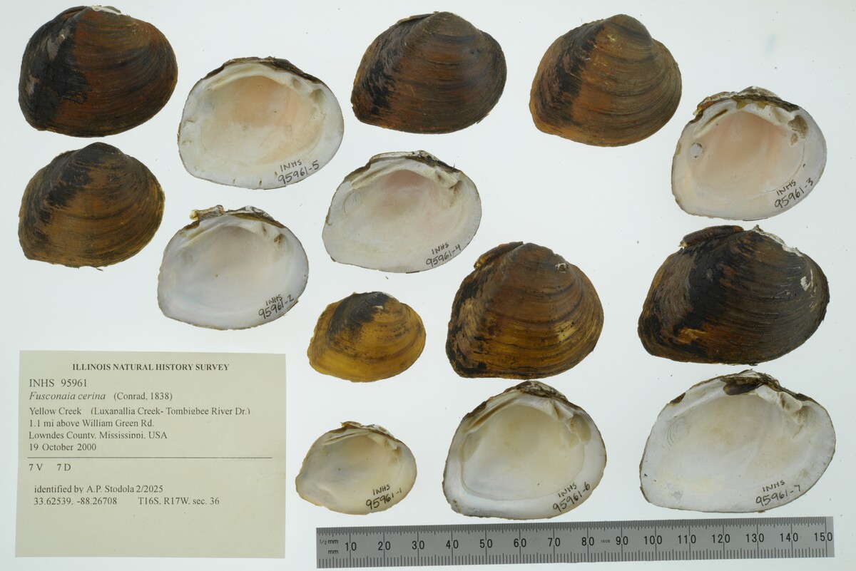 Fusconaia cerina image