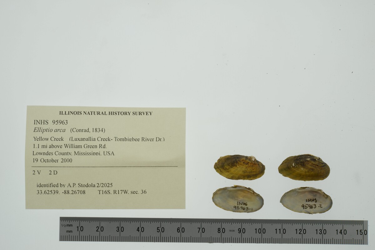 Elliptio arca image