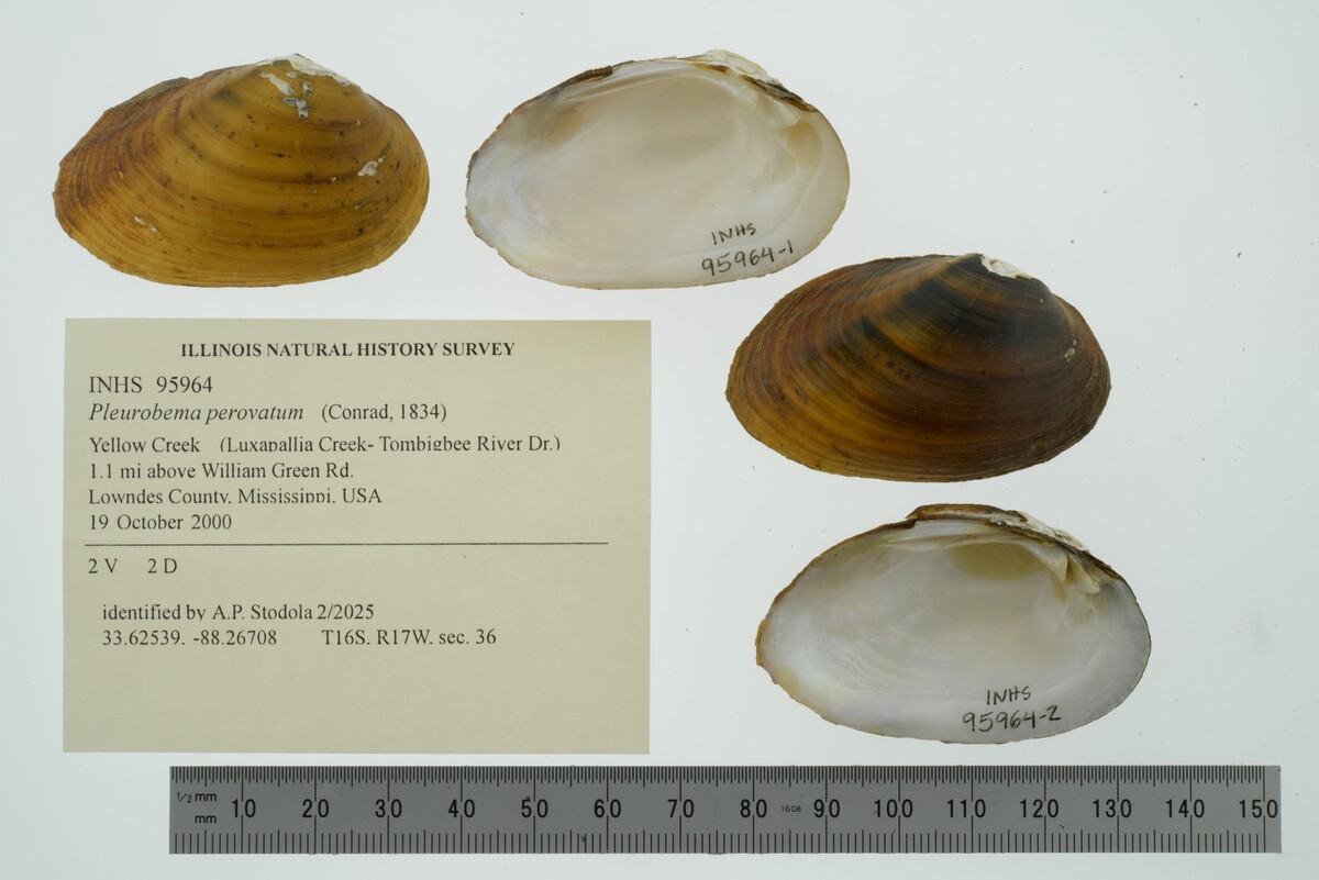 Pleurobema perovatum image