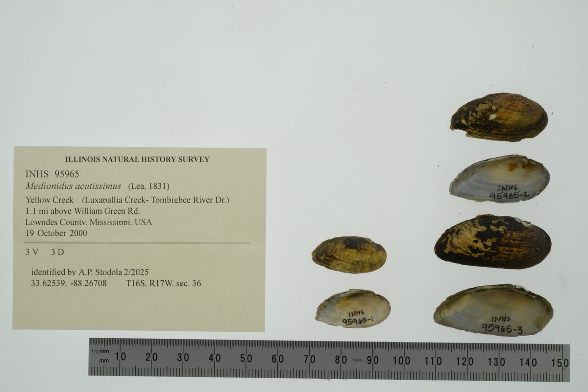 Medionidus acutissimus image