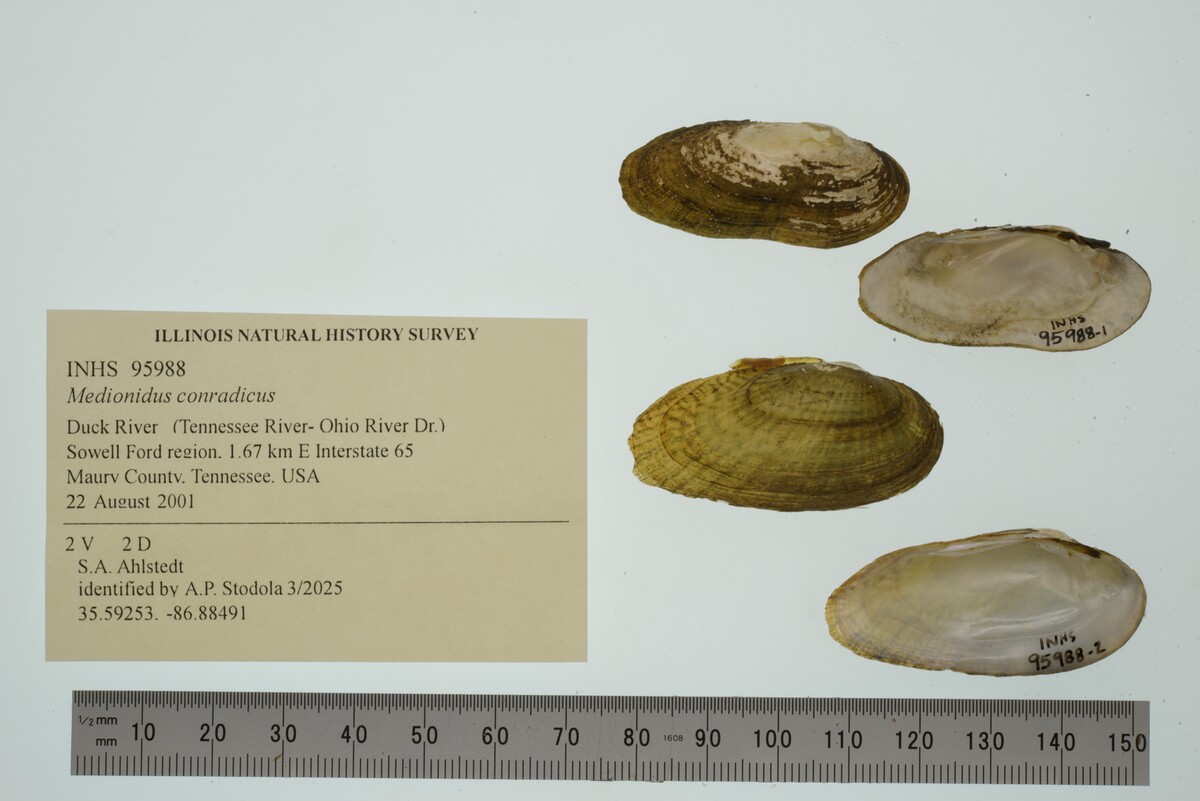 Medionidus image