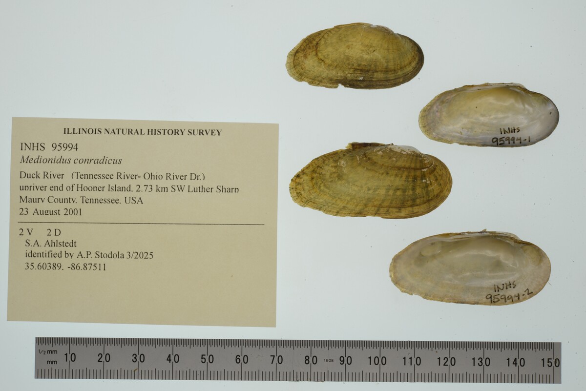 Medionidus conradicus image