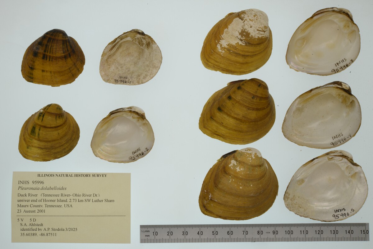 Pleuronaia dolabelloides image
