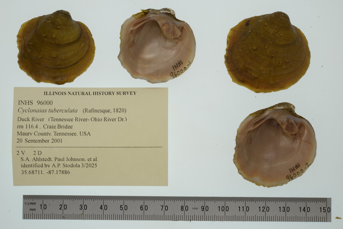 Cyclonaias tuberculata image