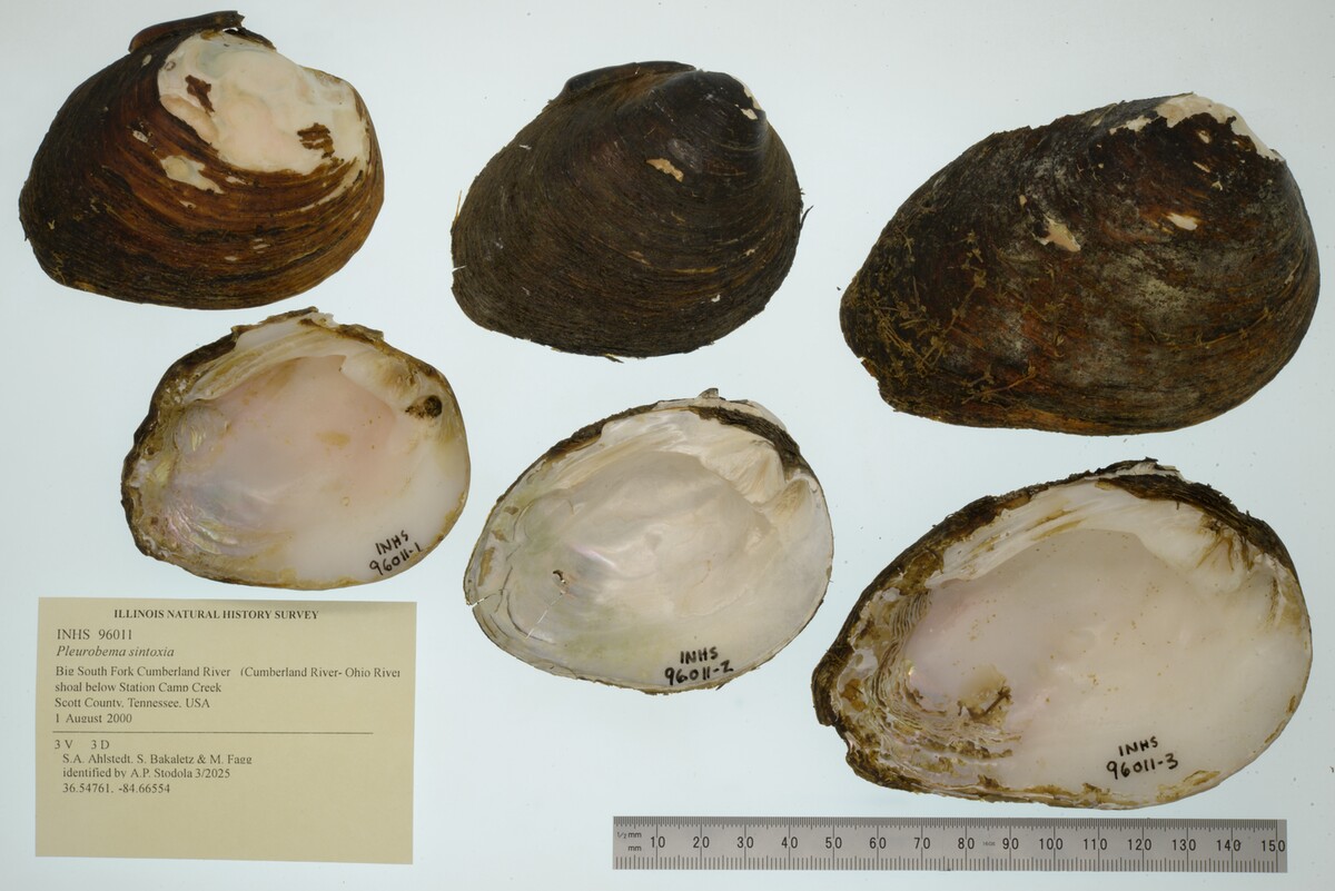 Pleurobema sintoxia image