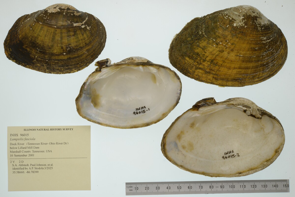 Lampsilis image