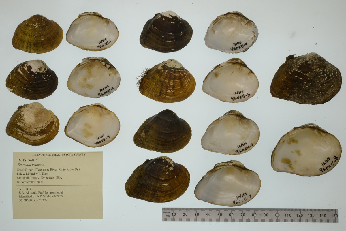 Truncilla truncata image