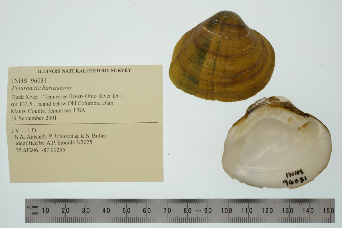 Pleuronaia barnesiana image