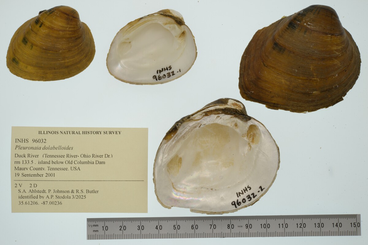 Pleuronaia dolabelloides image