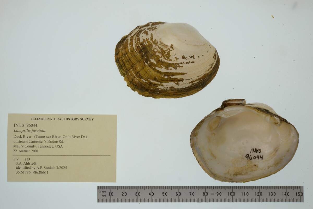 Lampsilis fasciola image