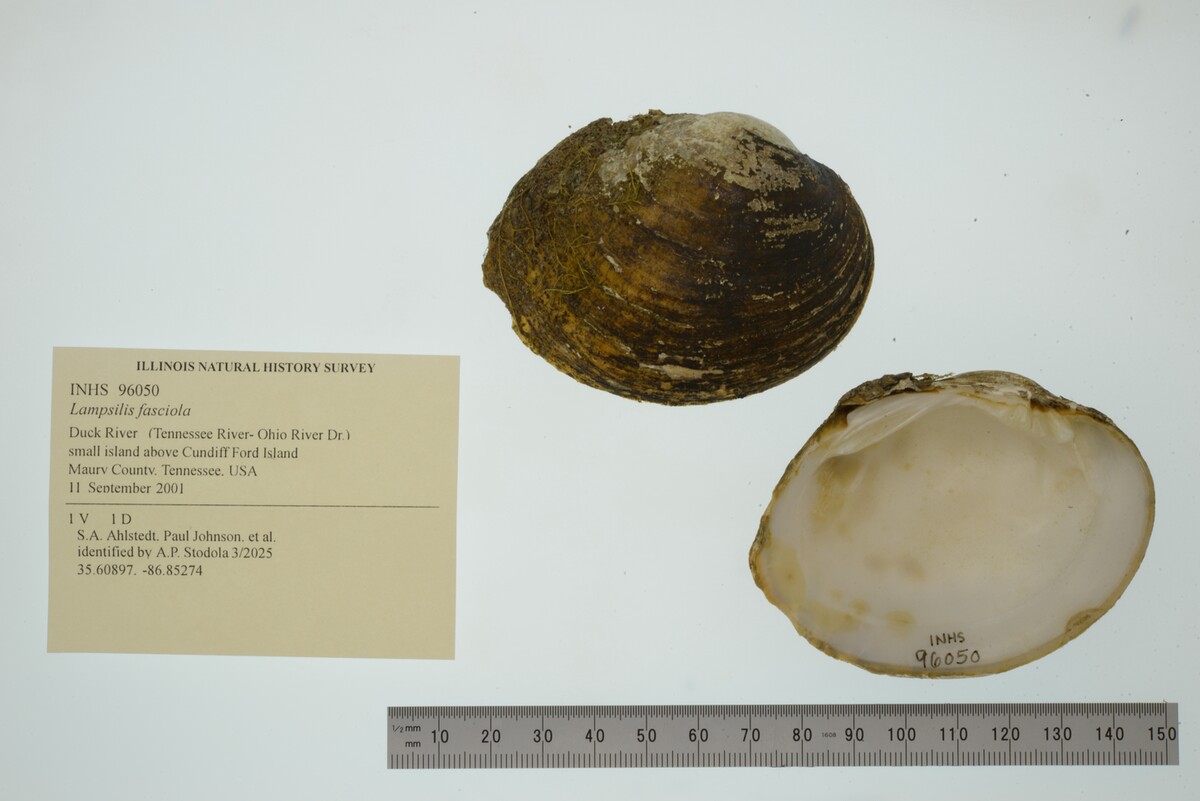 Lampsilis fasciola image