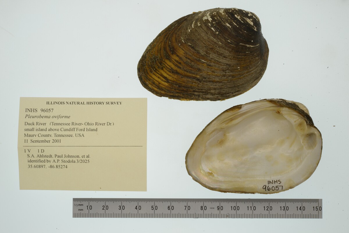 Pleurobema oviforme image