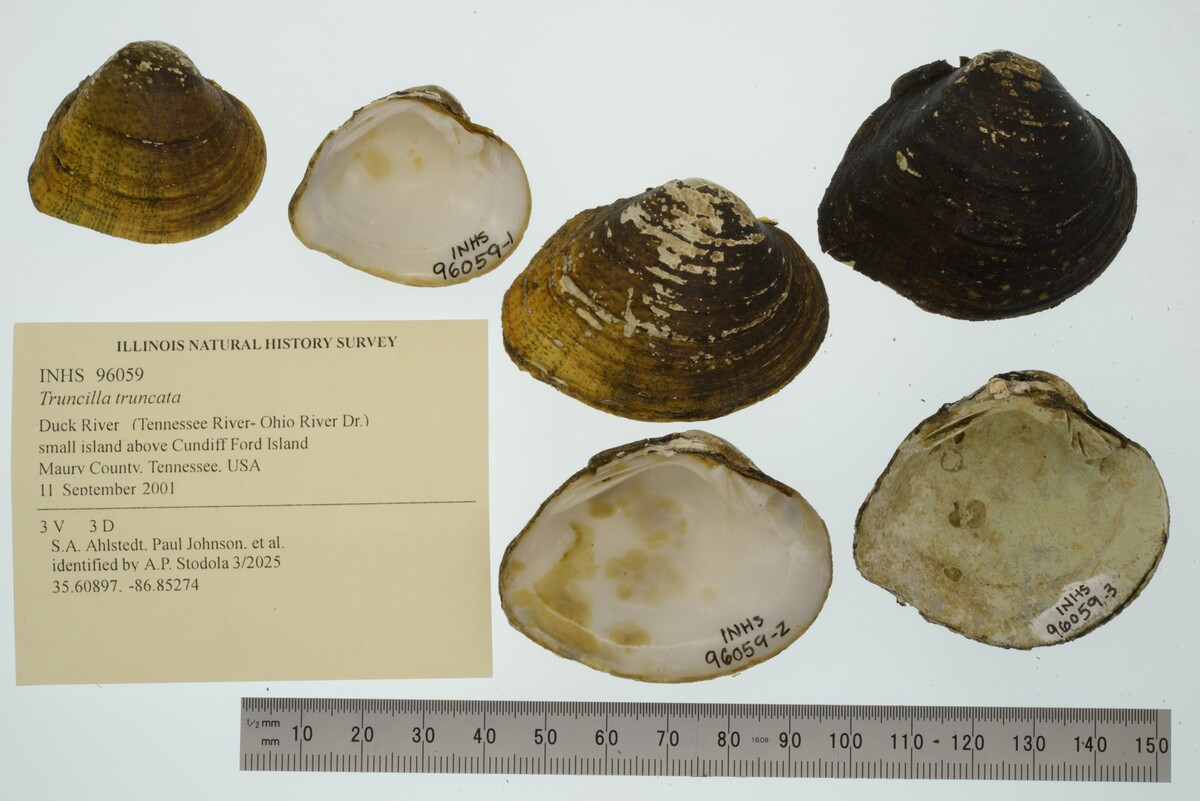 Truncilla image