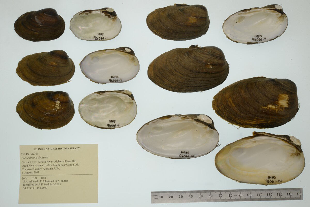 Pleurobema decisum image