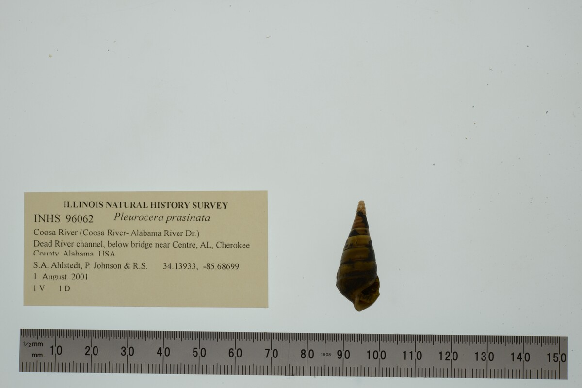 Pleurocera prasinata image