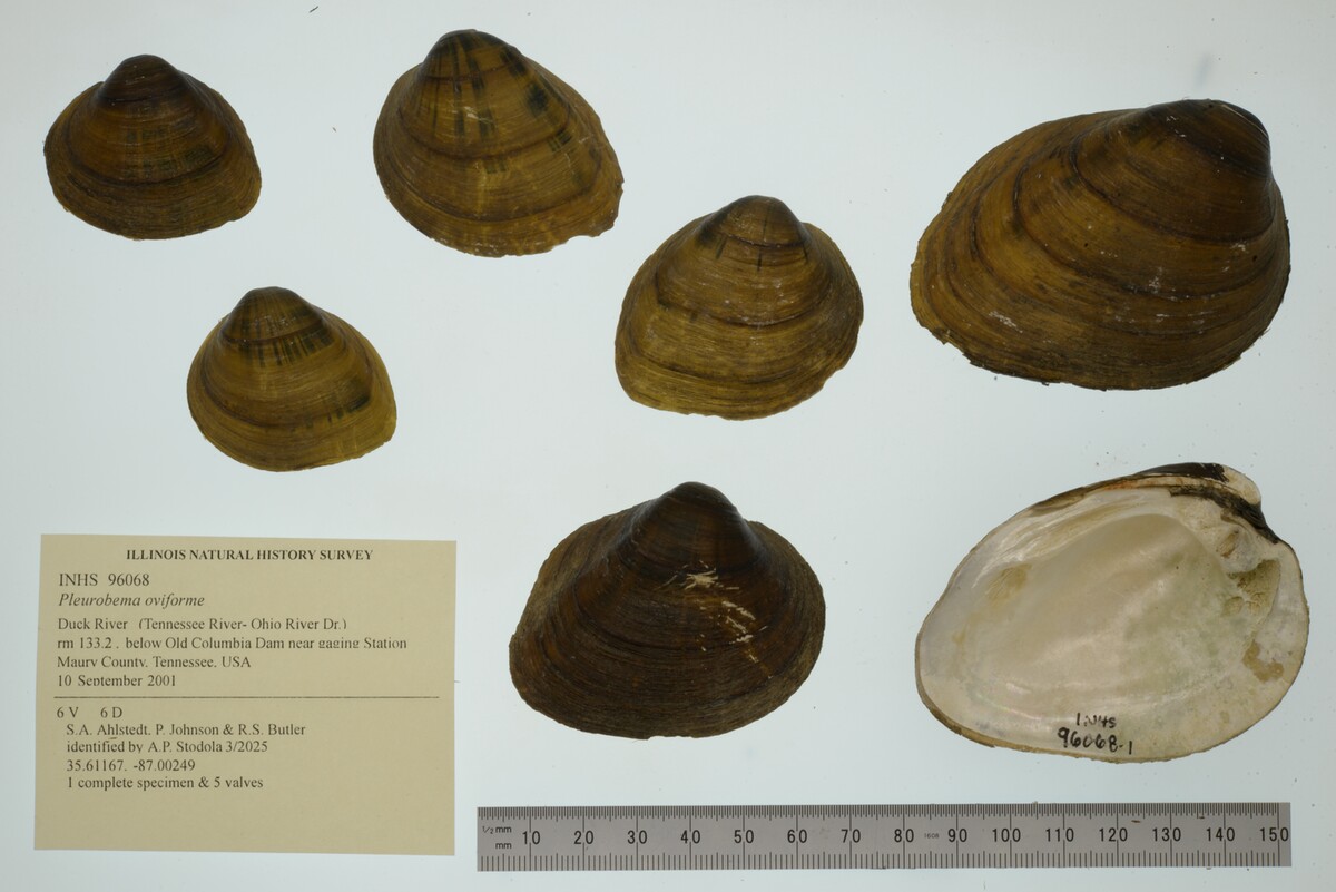 Pleurobema oviforme image
