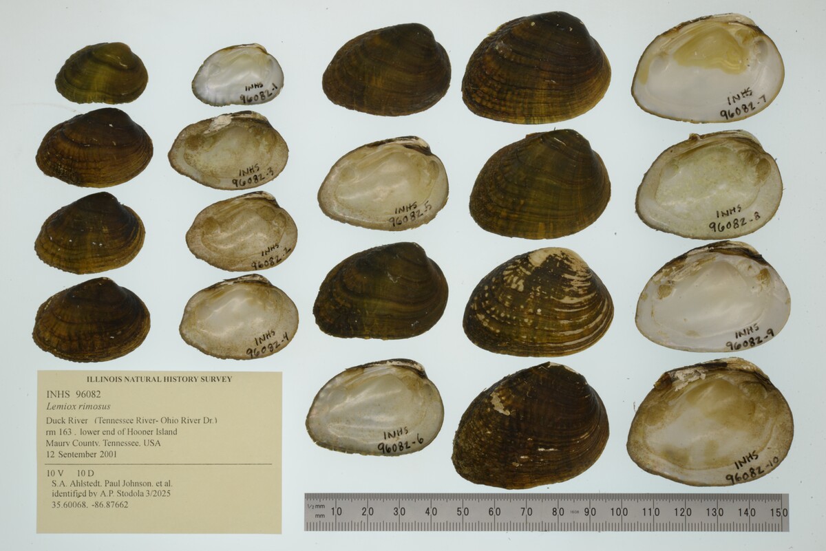 Lemiox rimosus image