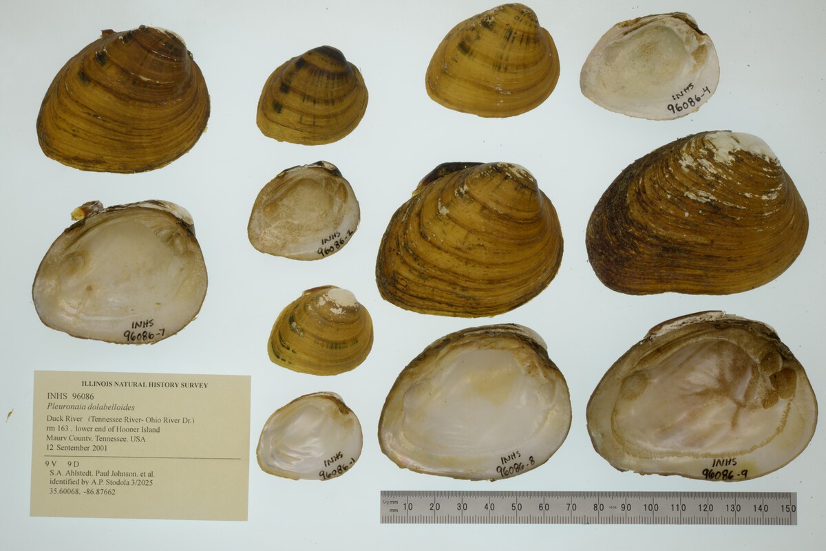 Pleuronaia dolabelloides image