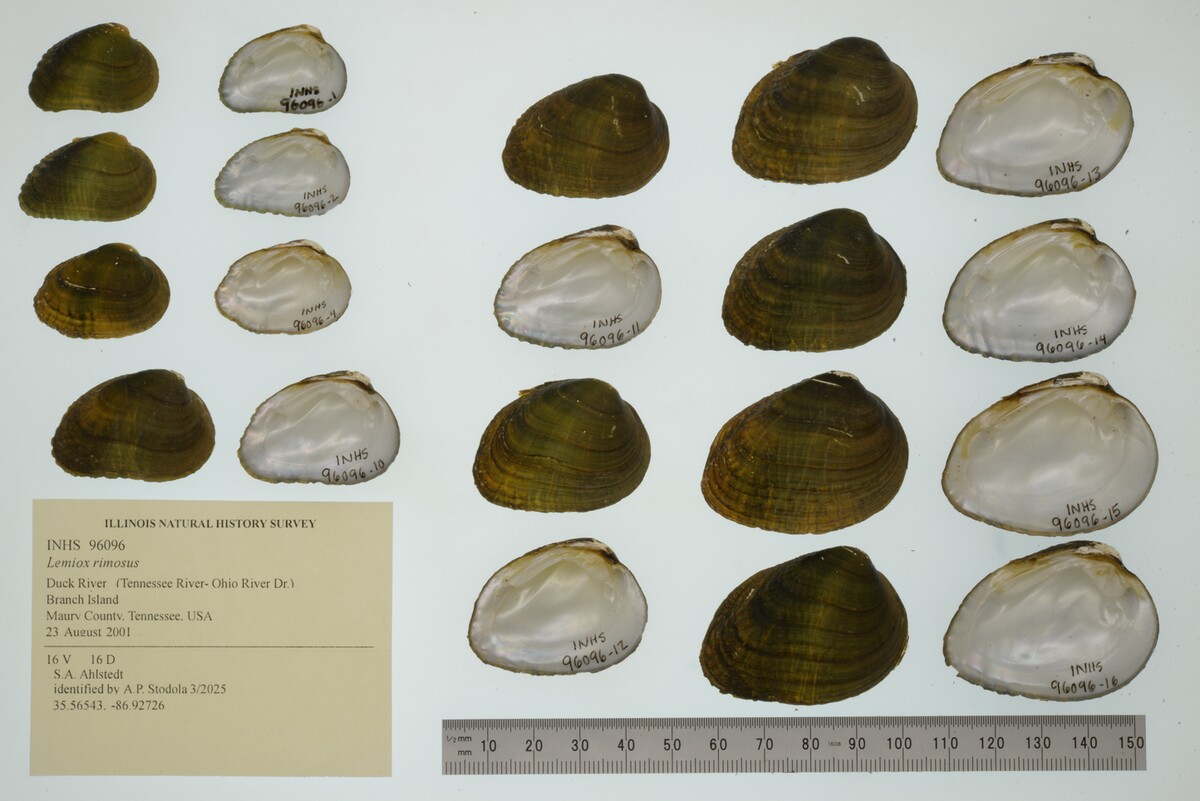 Lemiox rimosus image