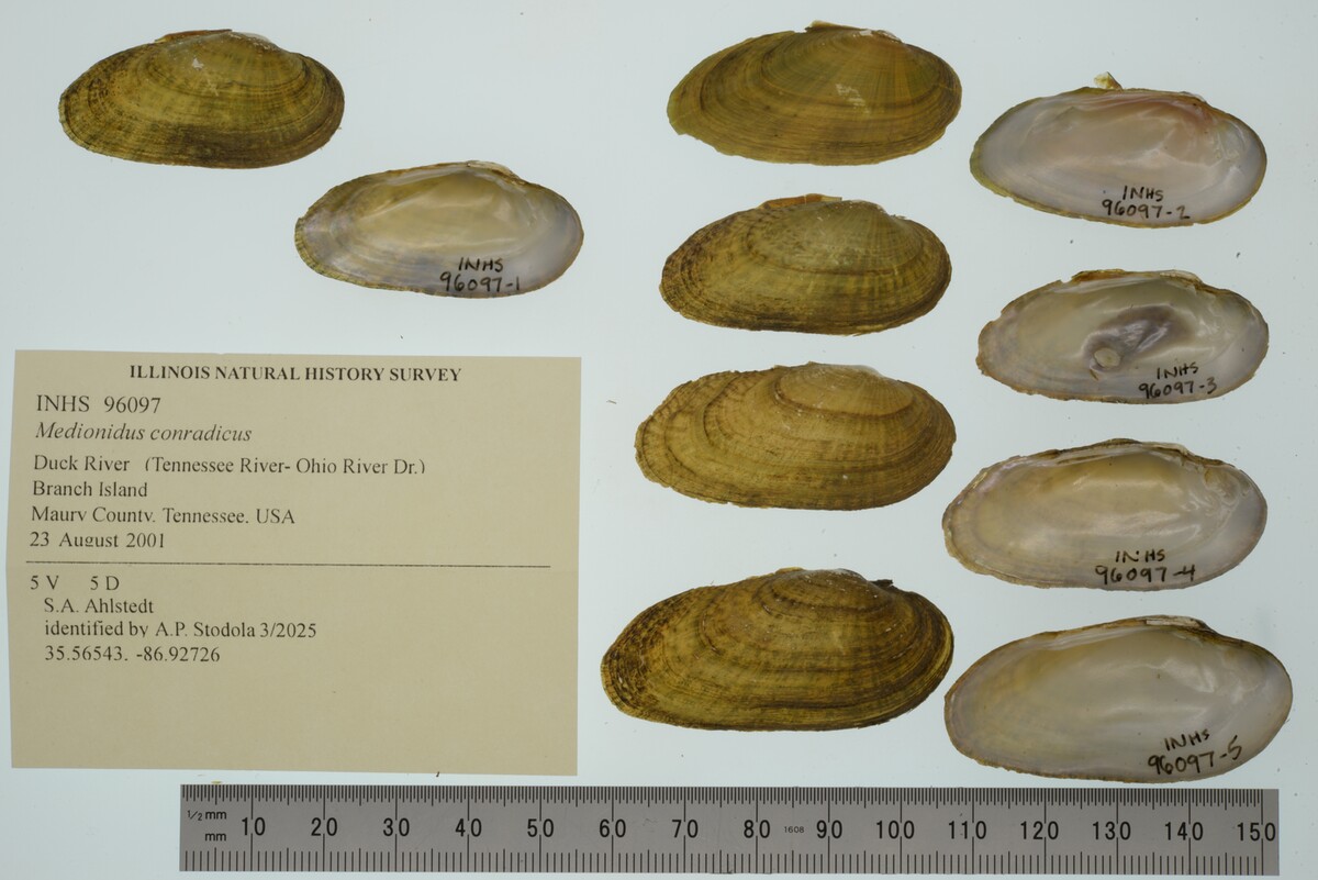 Medionidus image