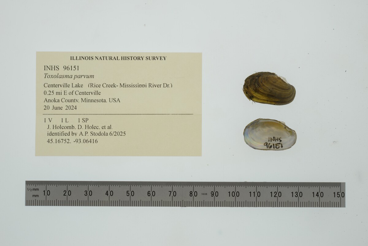 Toxolasma parvum image