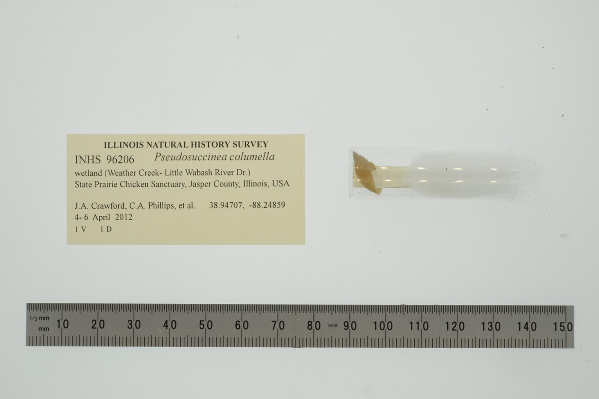 Pseudosuccinea columella image