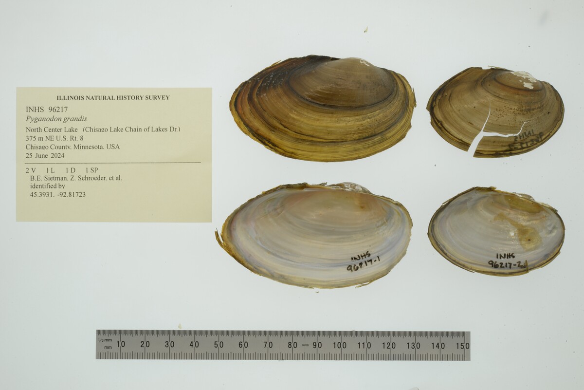 Pyganodon grandis image