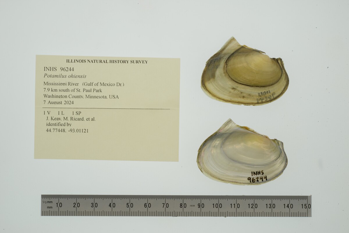 Potamilus ohiensis image